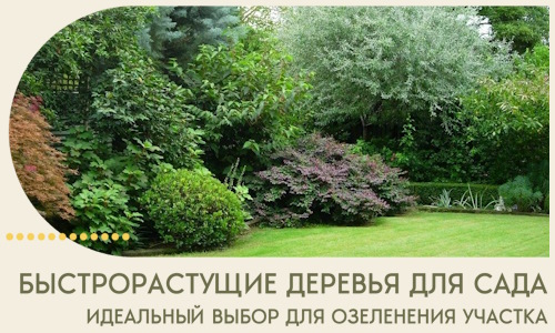Быстрорастущие деревья для сада идеальный выбор в Еманжелинске