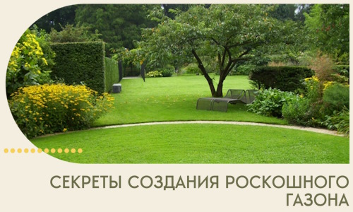 Секреты создания роскошного газона в Еманжелинске
